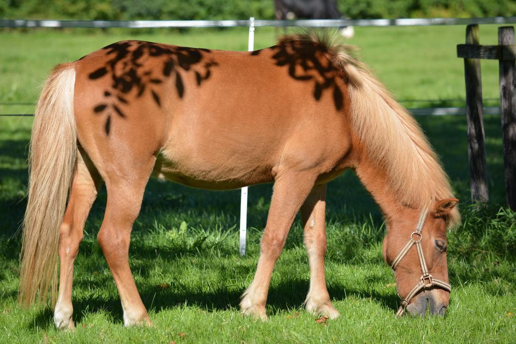 Hof-Tschannen Lengwil Buitenkant foto